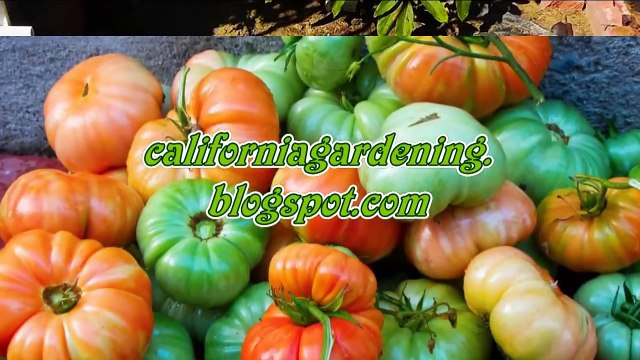 Growing Potatoes in Containers (Harvest Surprise at the end!)