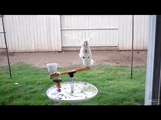 Goffin Cockatoo Dancing in the Rain