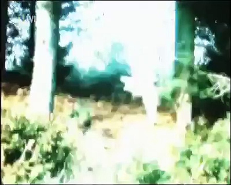 Kuş Dünyasının En Hızlı Jetleri
