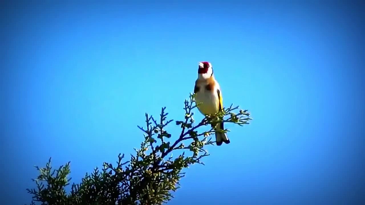 Chant De Chardonneret Elégant Dans La Nature