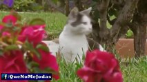 Los Gatos Más Graciosos Y Divertidos #3 (Funny Cats)