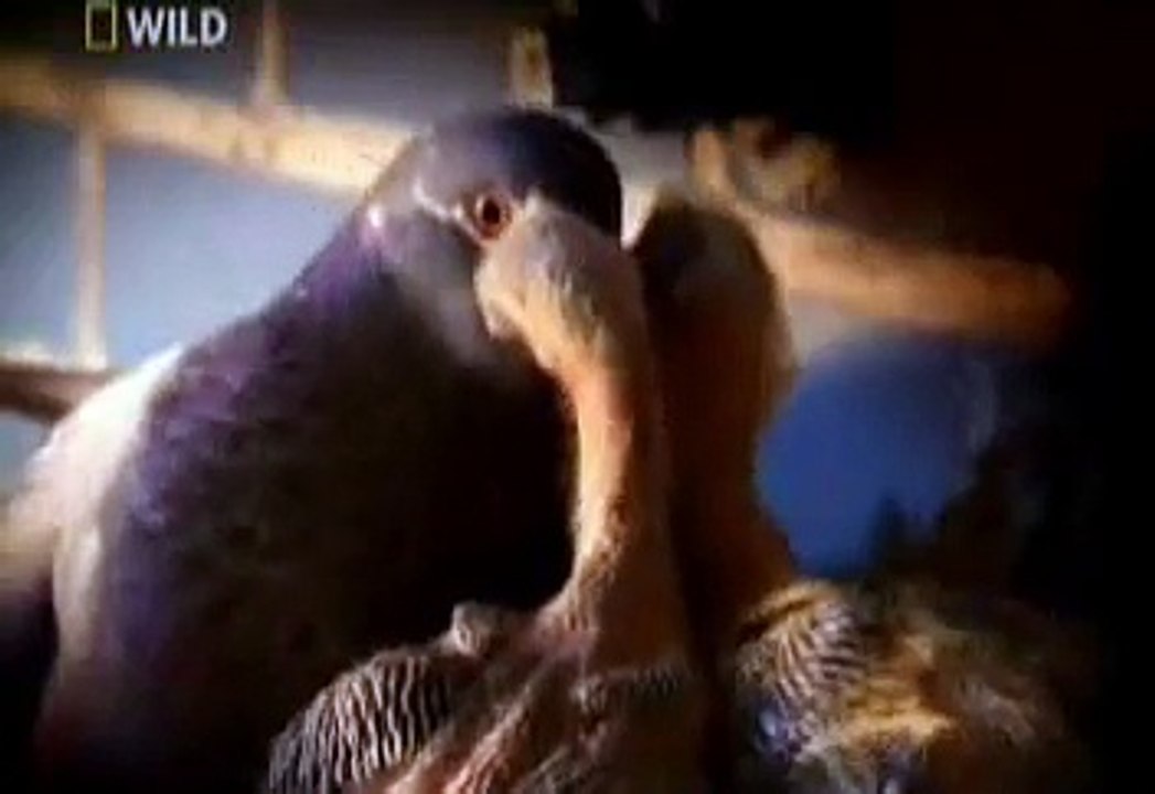 Güvercinlerin zekası belgeseli Bölüm 2