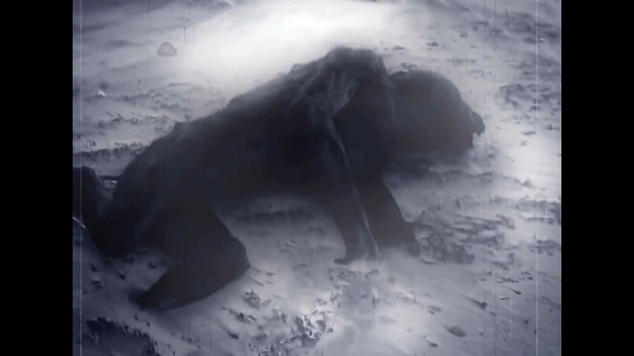 Mutant Experiment or Alien Body Found Dead on a...