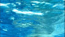 Underwater view of polar bear swimming at Ueno Zoo.シロクマの水中遊泳。