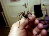Big British house spider(Tegenaria Gigantea)PLEASE READ DESCRIPTION BELOW!!