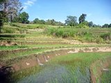 Sri Lanka,ශ්‍රී ලංකා,Ceylon,Beautiful Rice Paddy Terraces (10)