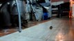 Pretty Cat vs Mouse Funny Best Battle Fight Play Tom & Jerry Gato raton Slow motion camara lenta