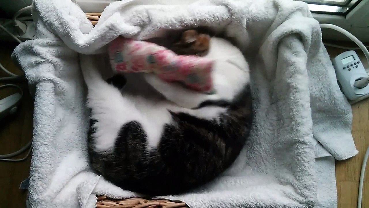 Cat High on Valerian