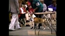 American Staffordshire Terrier Best of Breed judging, Tampa, Florida July 1997 show 1