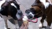 Boxer dogs Archie and Alfie eating ice cream for the first time!