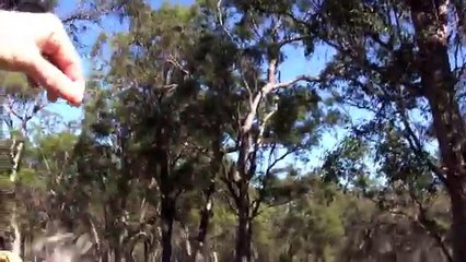 Taming A Kookaburra (2)