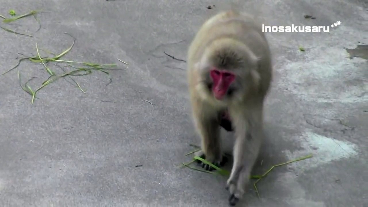 Baby monkey biting a mom