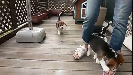 beagle pups : day 69 first run on deck pt.2