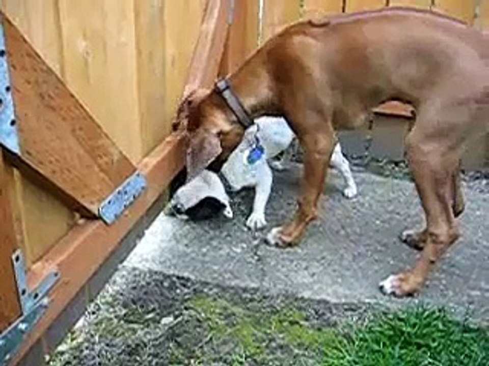 Rufus and Jacque