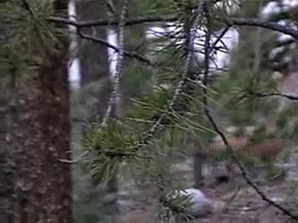 Master Fox