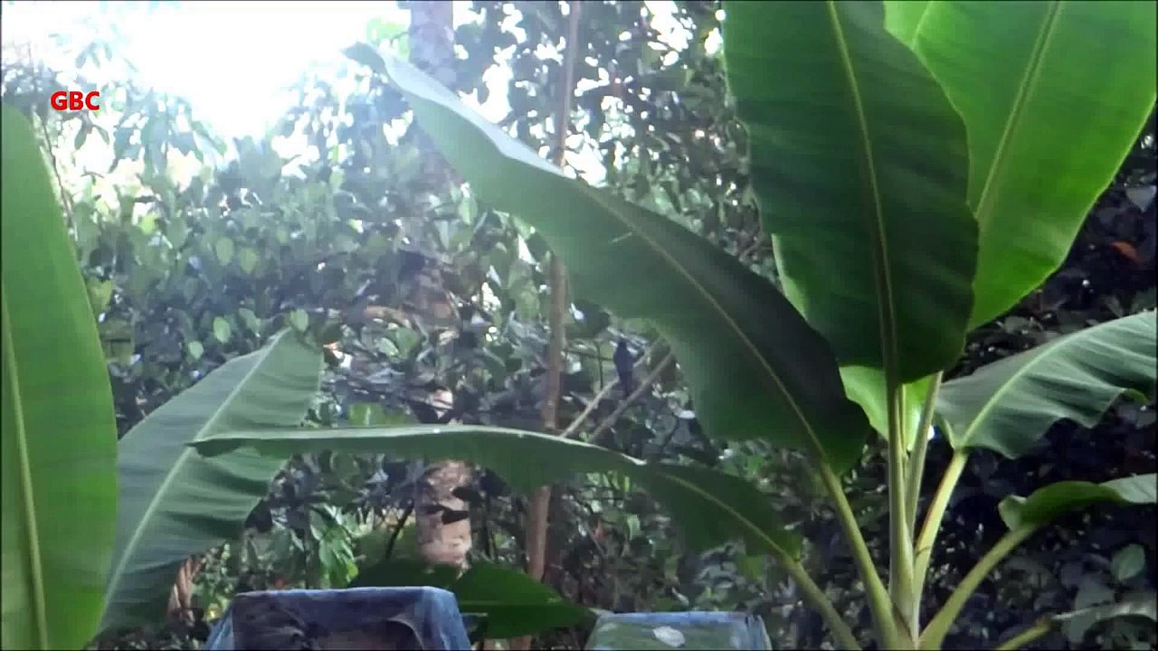 Double Tailed Bird - Greater Racket-tailed Drongo