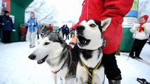 ロシアで犬ぞりレース