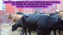 VACAS DE ARRIAZU EN ARGUEDAS (NAVARRA) 7-08-2012