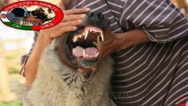 Kangal VS Caucasian Ovcharka | Strongest dogs in the world