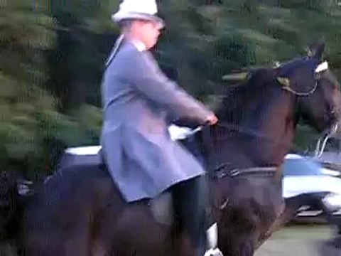 Tennessee Walking Horse