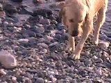 a dog diving to fetch stones. AMAIZING - כלב צולל בכינרת. מדהים