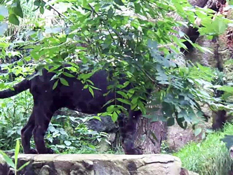 black jaguar