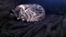 Bengal cat chattering like an alien