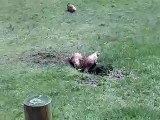 Prairie Dogs at Devils Tower