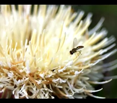 Insects Wildflowers my Macro Photos