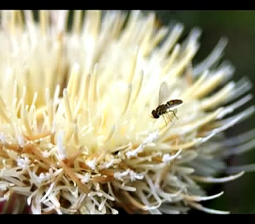 Insects Wildflowers my Macro Photos