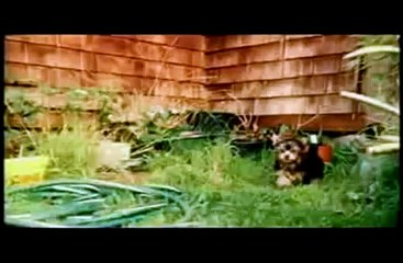 Cachorro é tudo de bom