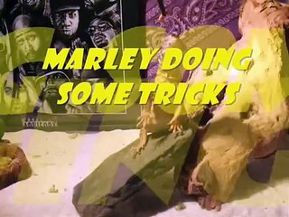 My Uro Marley Doing Tricks