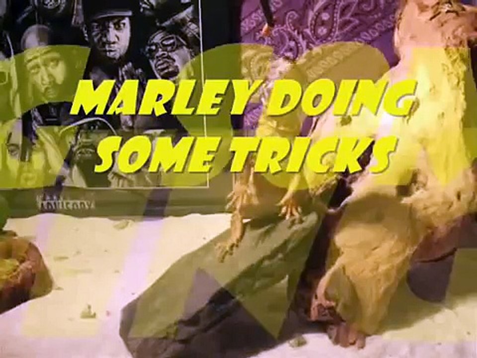 My Uro Marley Doing Tricks