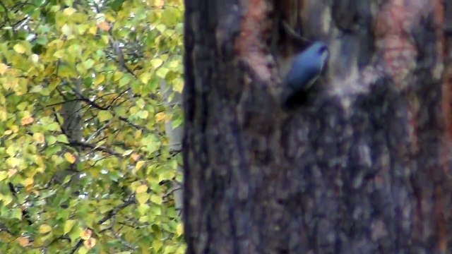 Птица поползень в высоком разрешении Собирает со с ствола сосны червяков