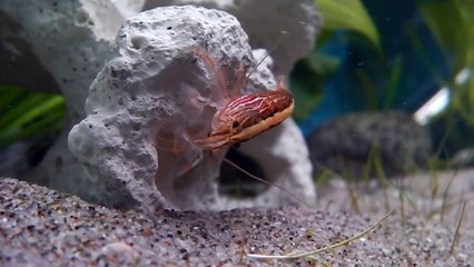 RARE BAMBOO SHRIMP FEEDING! HD!