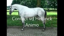 **SOLD TO USA** Cassini II x Contact vd Heffinck ~ Standing/moving video