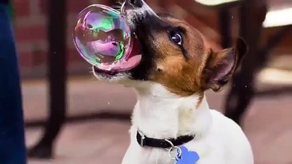 les plus droles images de chien su le net  2015