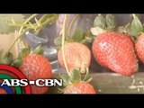 Benguet celebrates Strawberry Festival