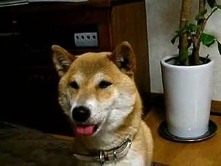 柴犬　　ごはん と　 しゃべる犬　　プラム