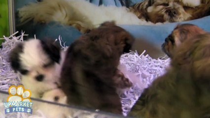 Maltese x Shih-tzu puppies