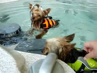 Yorkies swimming in hot tub