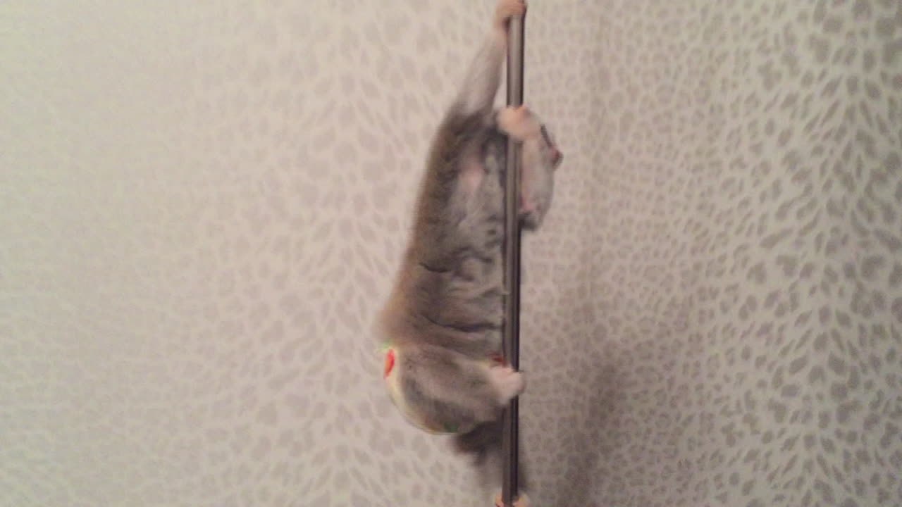 Dressierter affe tanzt an stange – soll das sexy sein?