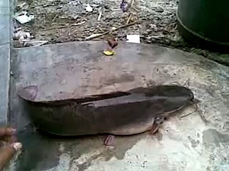 keli 2.4kg