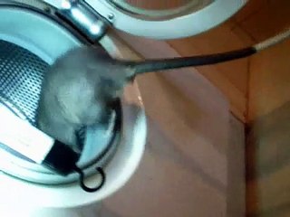 Riesenhamsterratten beim Fitnesstraining