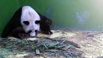 Narodziny trojaczków pandy Juxiao w Kantonie (2014) Birth of panda triplets in Guangzhou