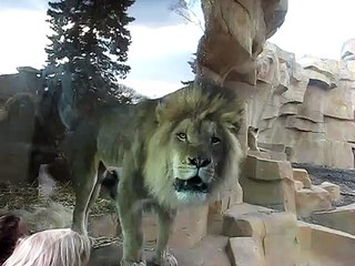 Lion Roaring at the Brookfield Zoo