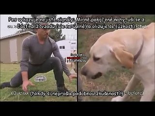 Proč byl Cesar Millan pokousán? Vysvětlení CZ titulky