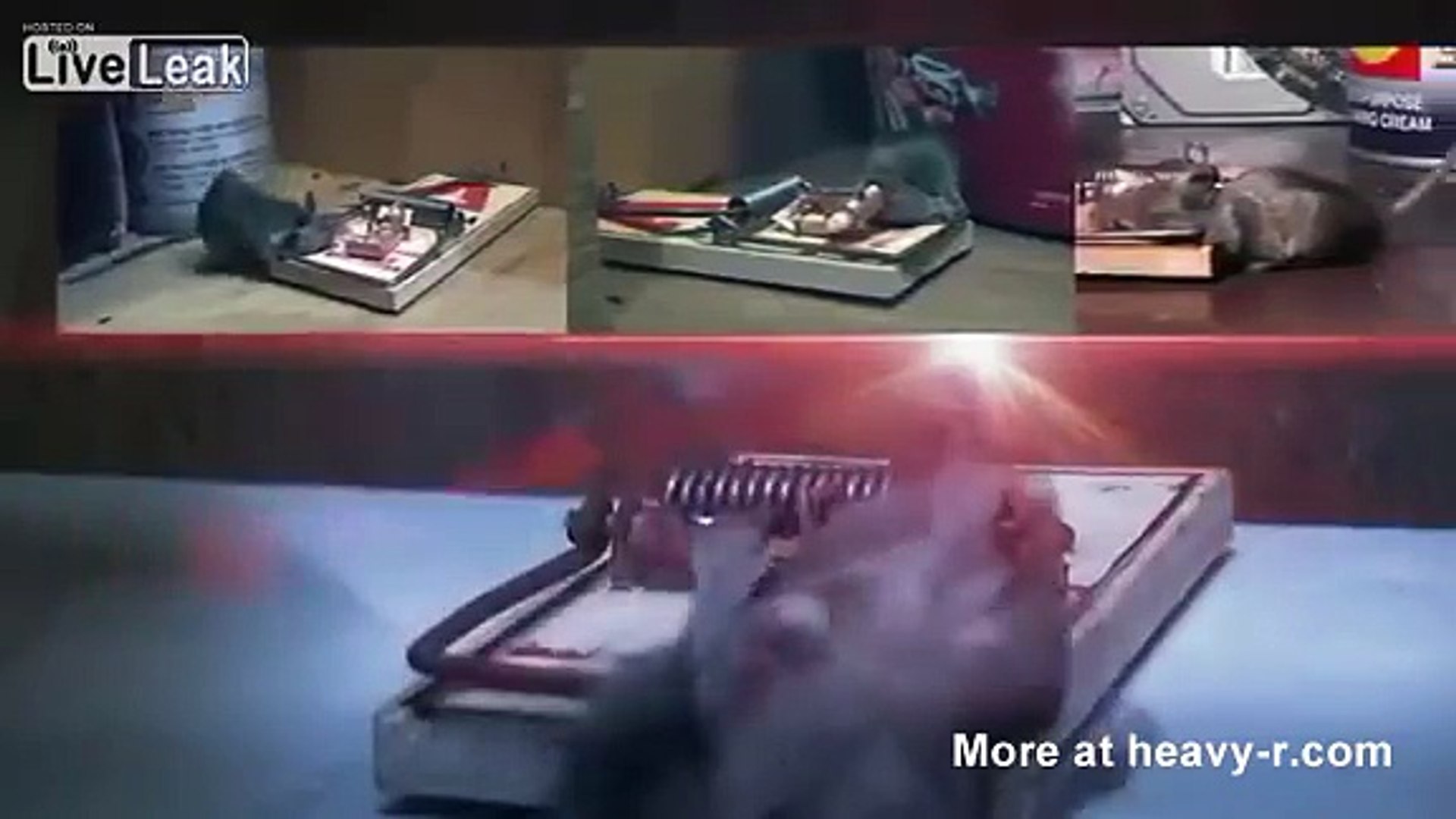 Mouse Trap Compilation - video Dailymotion