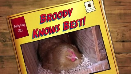 Broody Hen Knows Best! Not All Eggs are Created Equal