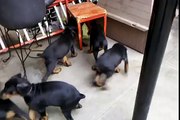 Doberman Pinscher puppies for sale in Brooklyn ,Dog training all breeds